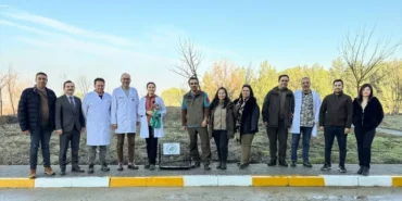 Şahin Tedavi Edilip Doğaya Salındı