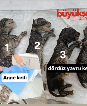 WhatsApp Image 2025-05-02 at 16.15.20