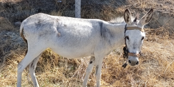 Nerede bu eşekler.?